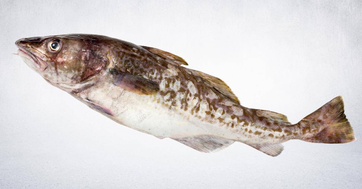 27 Fish With The Most Protein List)