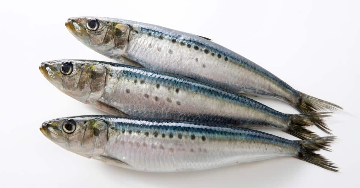 27 Fish With The Most Protein List)