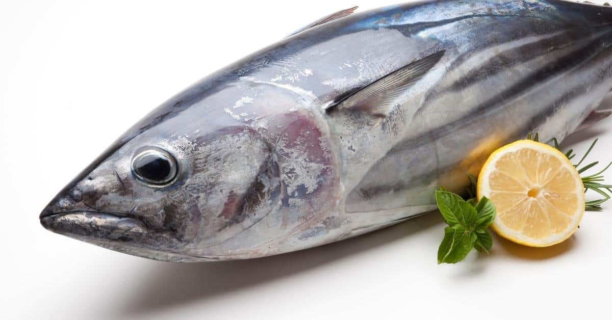 27 Fish With The Most Protein List)