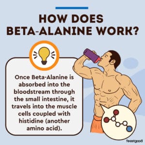 View of What Does Beta Alanine Do In Pre Workout? (Science-Backed) - FeastGood.com
